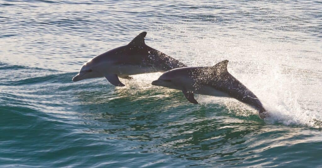 dolphins jumping out of the water