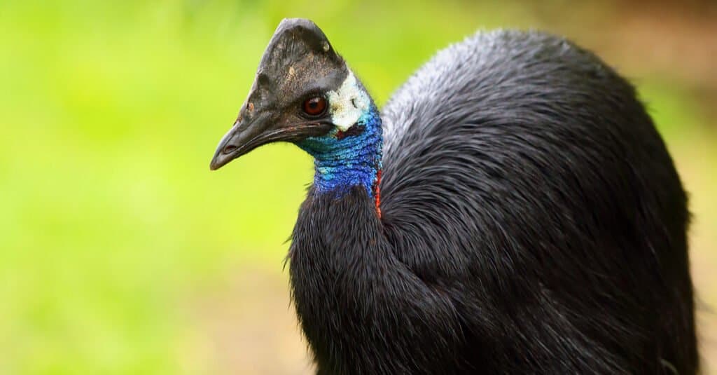 Where do cassowaries liʋe - Dwarf Cassowary