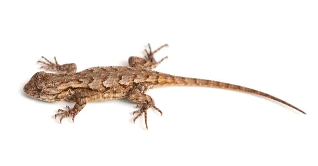 isolated eastern fence lizard