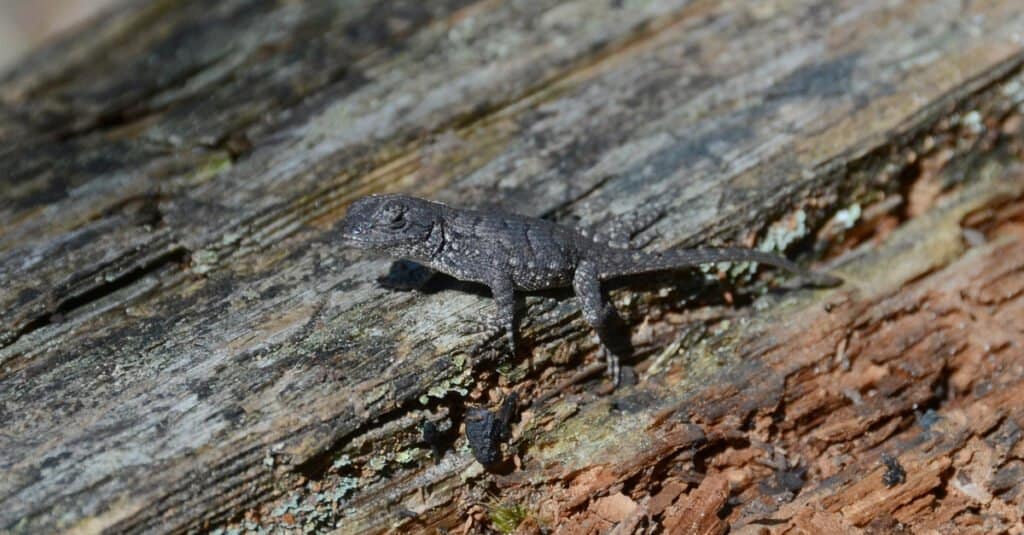 eastern fence lizard hatchling