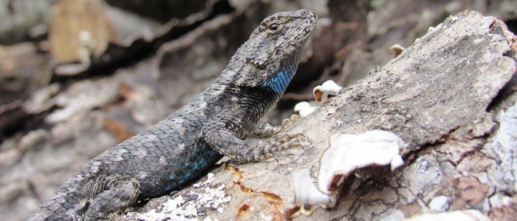 eastern fence lizard perched on tree limb