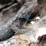 Fence lizard