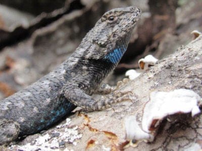 Eastern Fence Lizard Picture