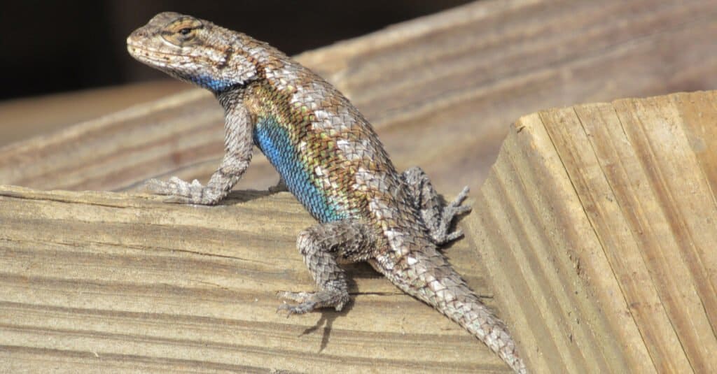 eastern fence lizard sitting on wood