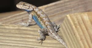 Discover 10 Awesome Lizards in Georgia Picture