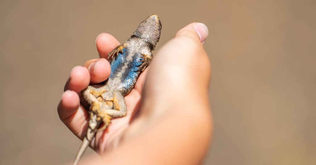 eastern fence lizard on its back