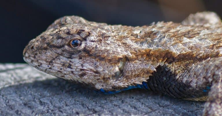 close up of eastern fence lizard