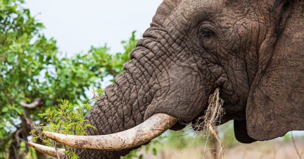 elephant foraging for food