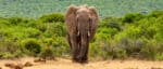 elephant walking down path