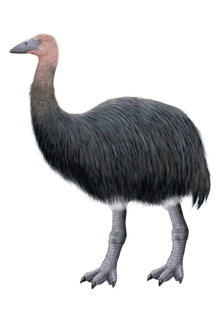 Meet The Enormous 1,600lb 'Elephant Bird' That Stood 10ft Tall - A-Z