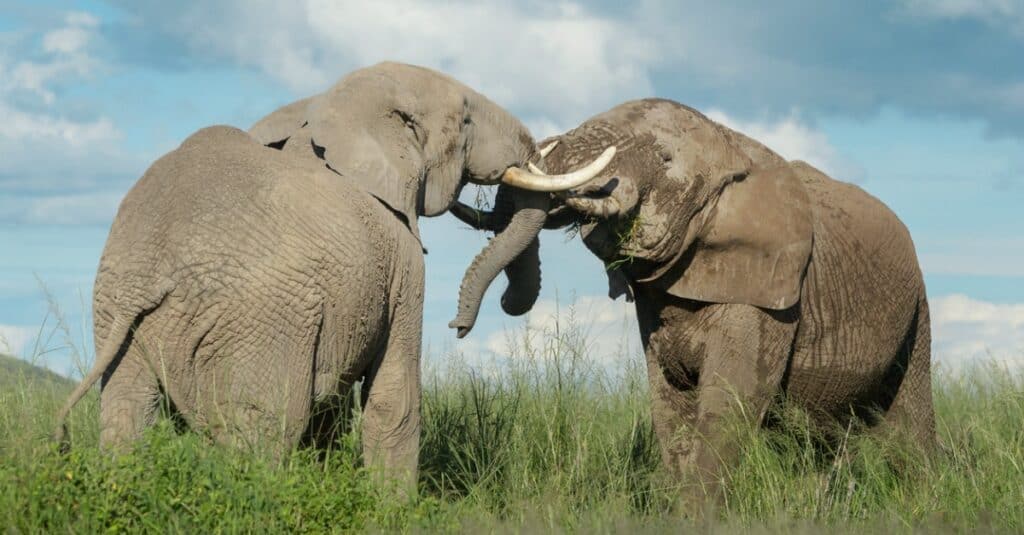 elephants using tusks to defend