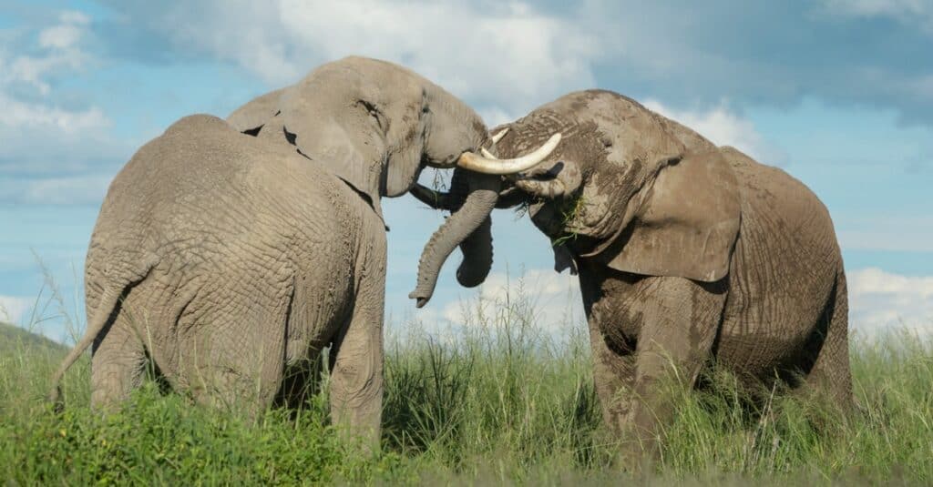 African Elephant Tusks Incisor Teeth