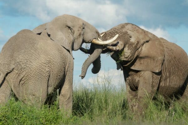 Elephants use their tusks to help protect their territory. 