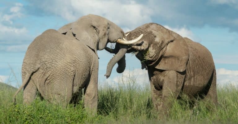 elephants using tusks to defend