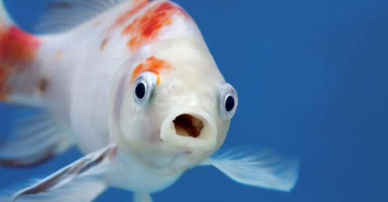 orange and white fish with mouth open