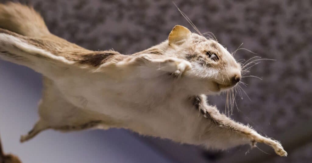 Flying Squirrel vs sugar glider