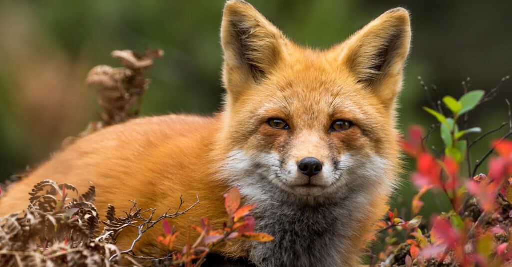 fox lying on leaves