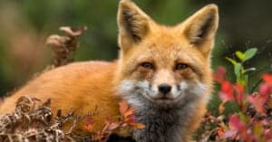 Foxes in North Dakota: Types and Where They Live Picture