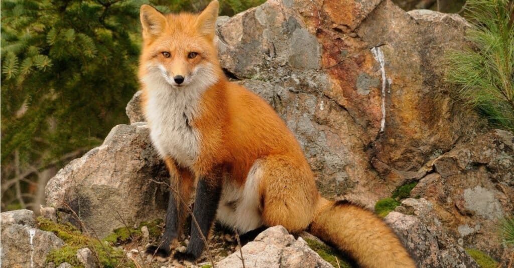 fox scream at night - red fox in field