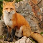 A red fox sitting among rocks. 