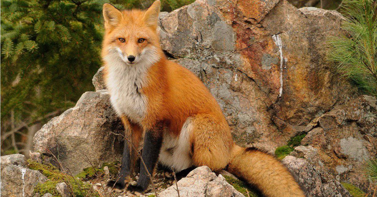 Fox Pictures - AZ Animals