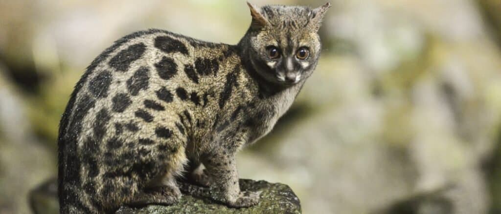 genet sitting on a rock