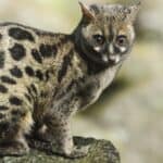 Genets