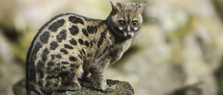 Genet Animal Facts - Genetta - A-Z Animals