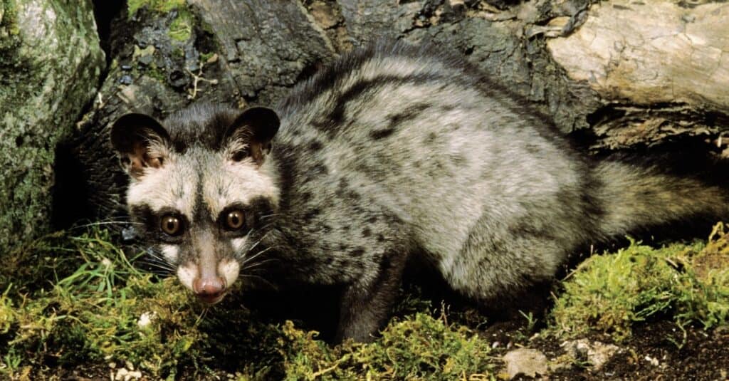 Small Spotted Genet, Animal, Animal Wildlife, Animals In The Wild, Carnivorous