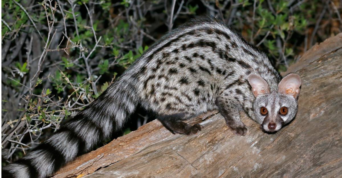 genet sitting on tree limb