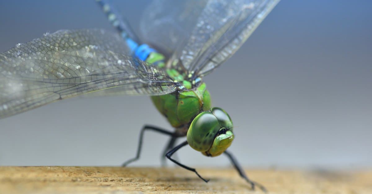 Largest dragonfly - common green darner