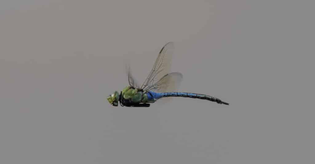 Largest dragonfly - giant darner