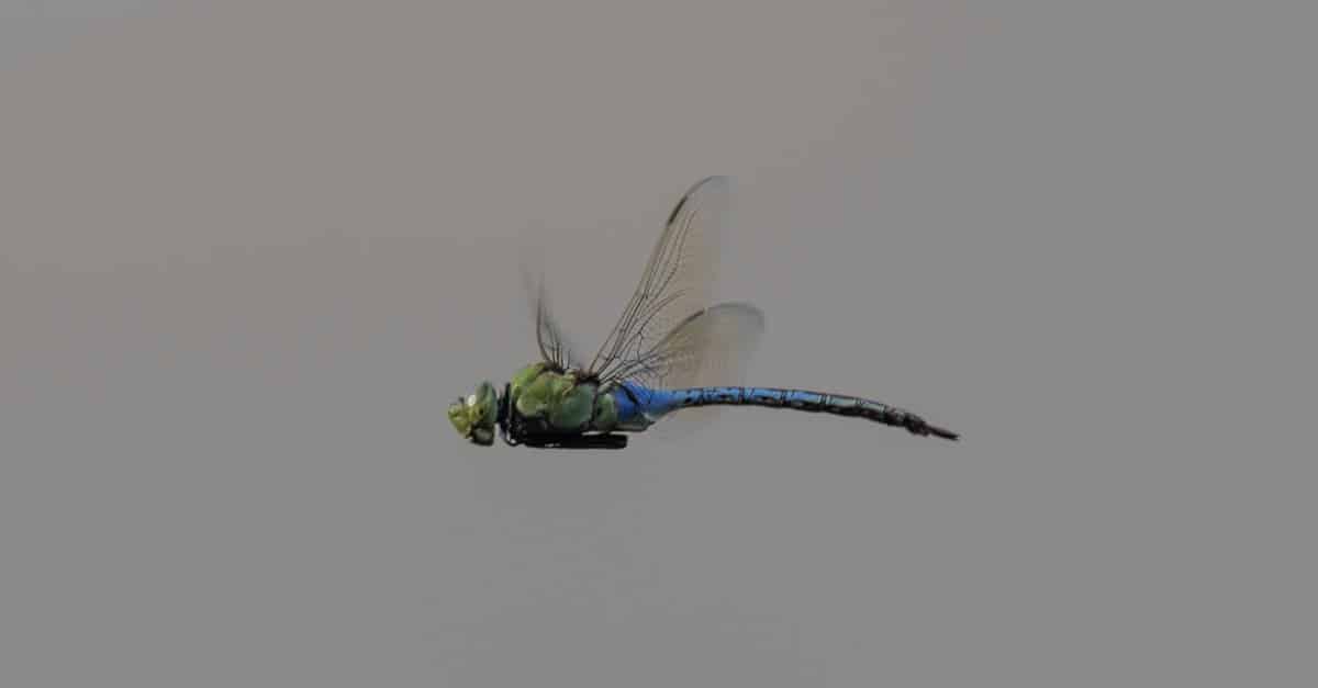 What Do Dragonflies Eat? - A-Z Animals