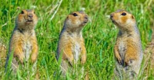 Are Gophers Nocturnal Or Diurnal? Their Sleep Behavior Explained Picture