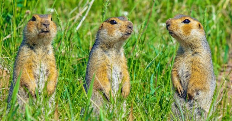 three gophers in a field