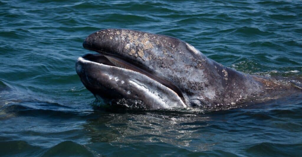 gray whale popping its head out of the water