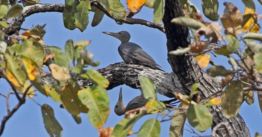 Largest woodpeckers - Great Slaty 