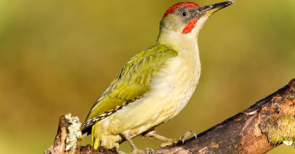 Largest woodpecker - European Green 