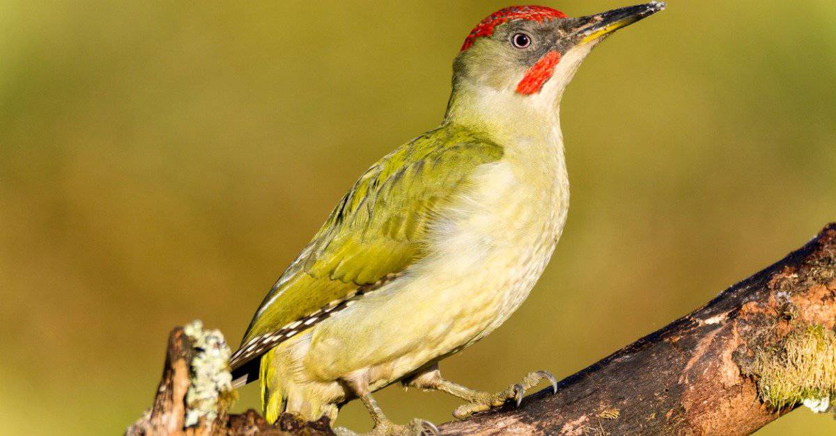 The 10 Largest Woodpeckers In The World - A-Z Animals