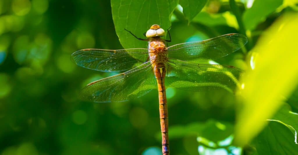 Largest dragonflies - green-eyed hawker