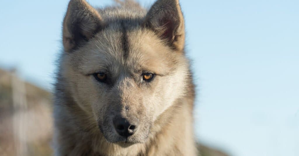 Oldest Dog Breed - Greenlandic Husky