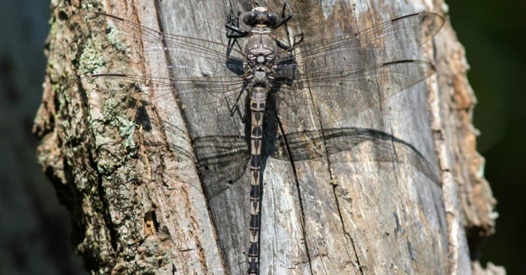 Largest dragonflies - grey petaltail