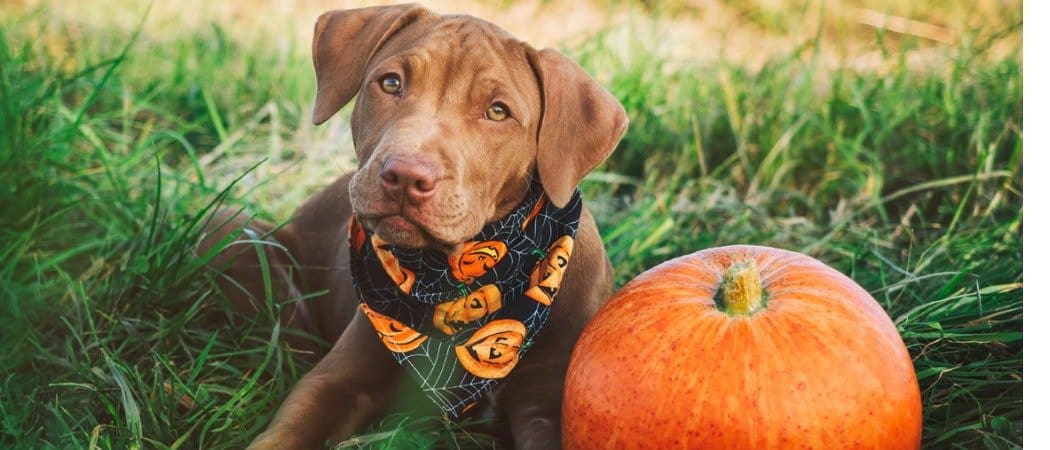 pup in pumpkin bandana