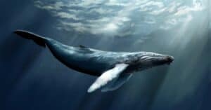 How Many Whales Are Left In The World? Picture