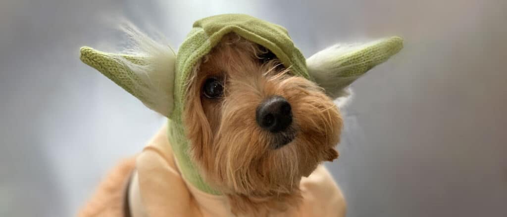 Goldendoodle Dressed as Costco Worker For Halloween Photo