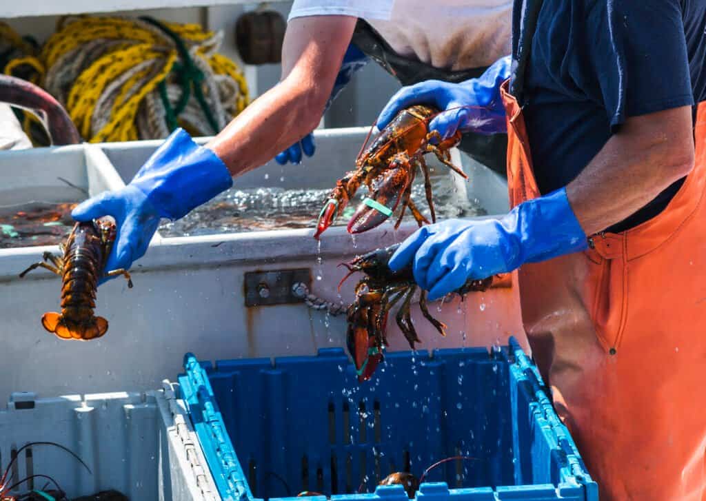 Main lobster fishing