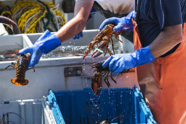 Maine lobsters on a fishing boat being sorted into bins to be sold.