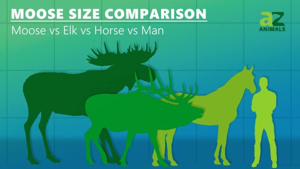 moose vs elk vs deer size