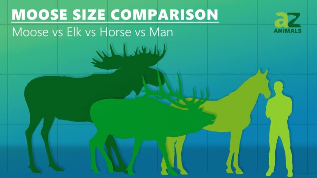 Comparación de tamaño de alce: alce vs alce vs caballo vs humano