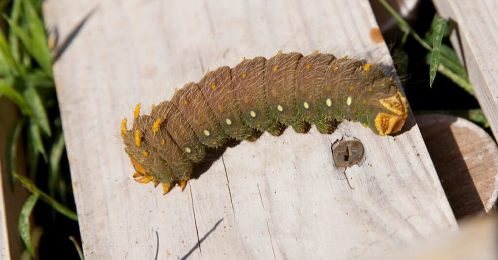 Largest caterpillars - Imperial